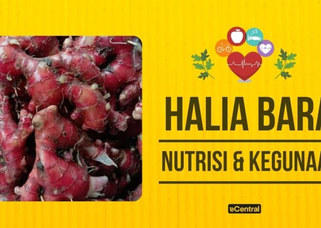 Coal Ginger – Nutritional and Nutritional Content for Health