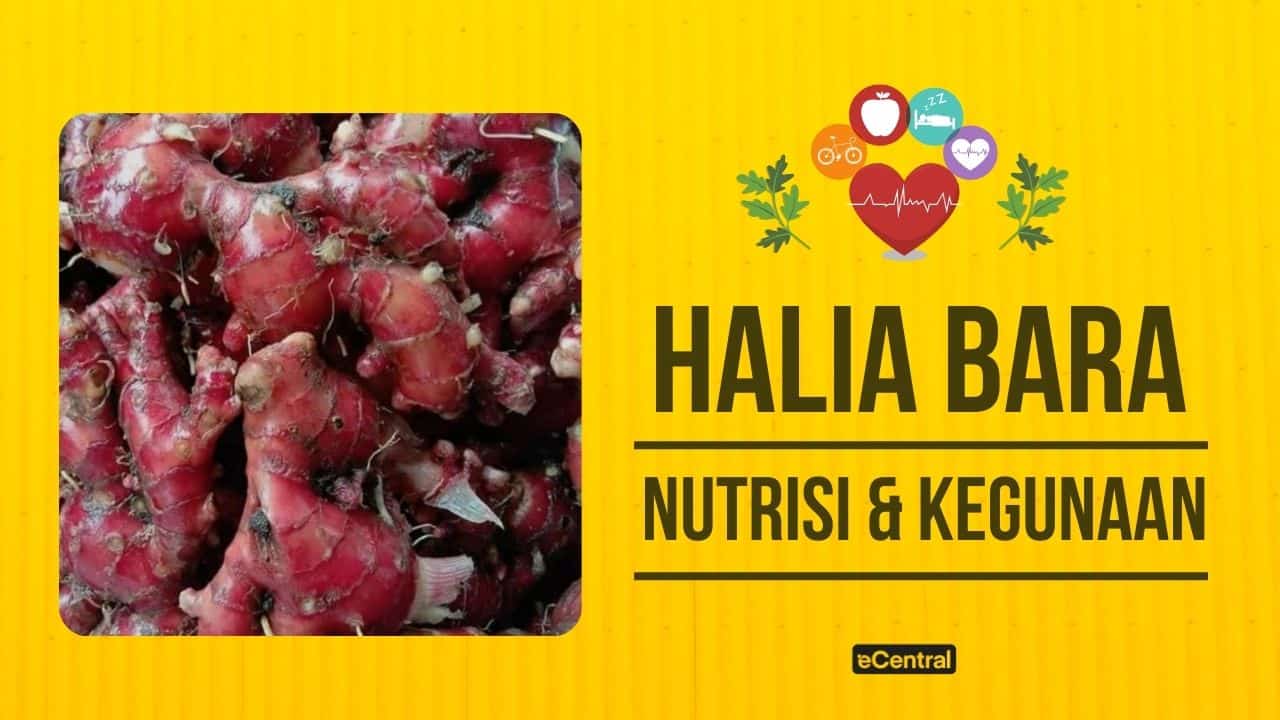 Coal Ginger – Nutritional and Nutritional Content for Health