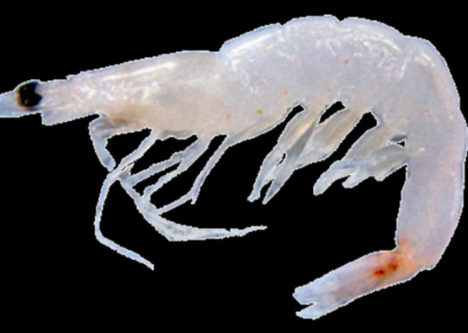 Shrimp shrimp: name, habitat, price & attractive recipe