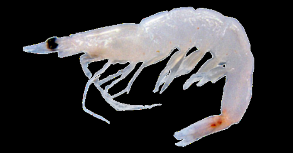 Shrimp shrimp: name, habitat, price & attractive recipe