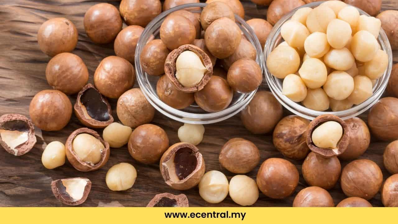 Macadamia Beans: Premium snacks with 9 major benefits for health