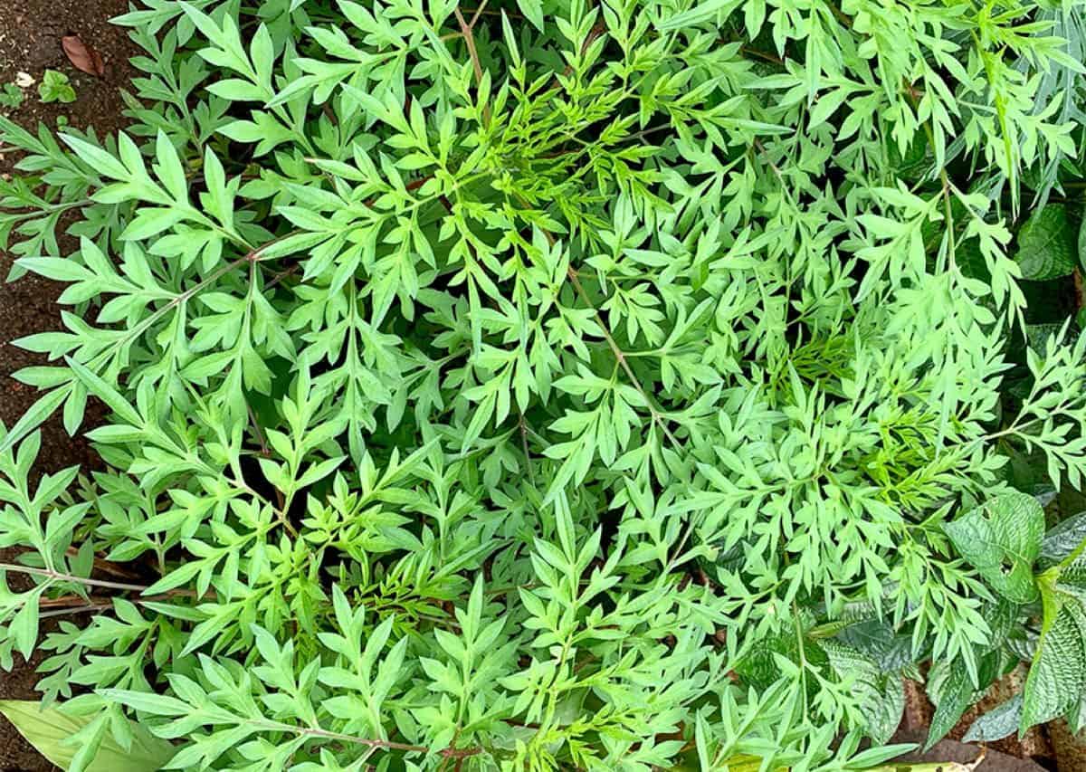 Nutrition, nutritional content and simple recipes